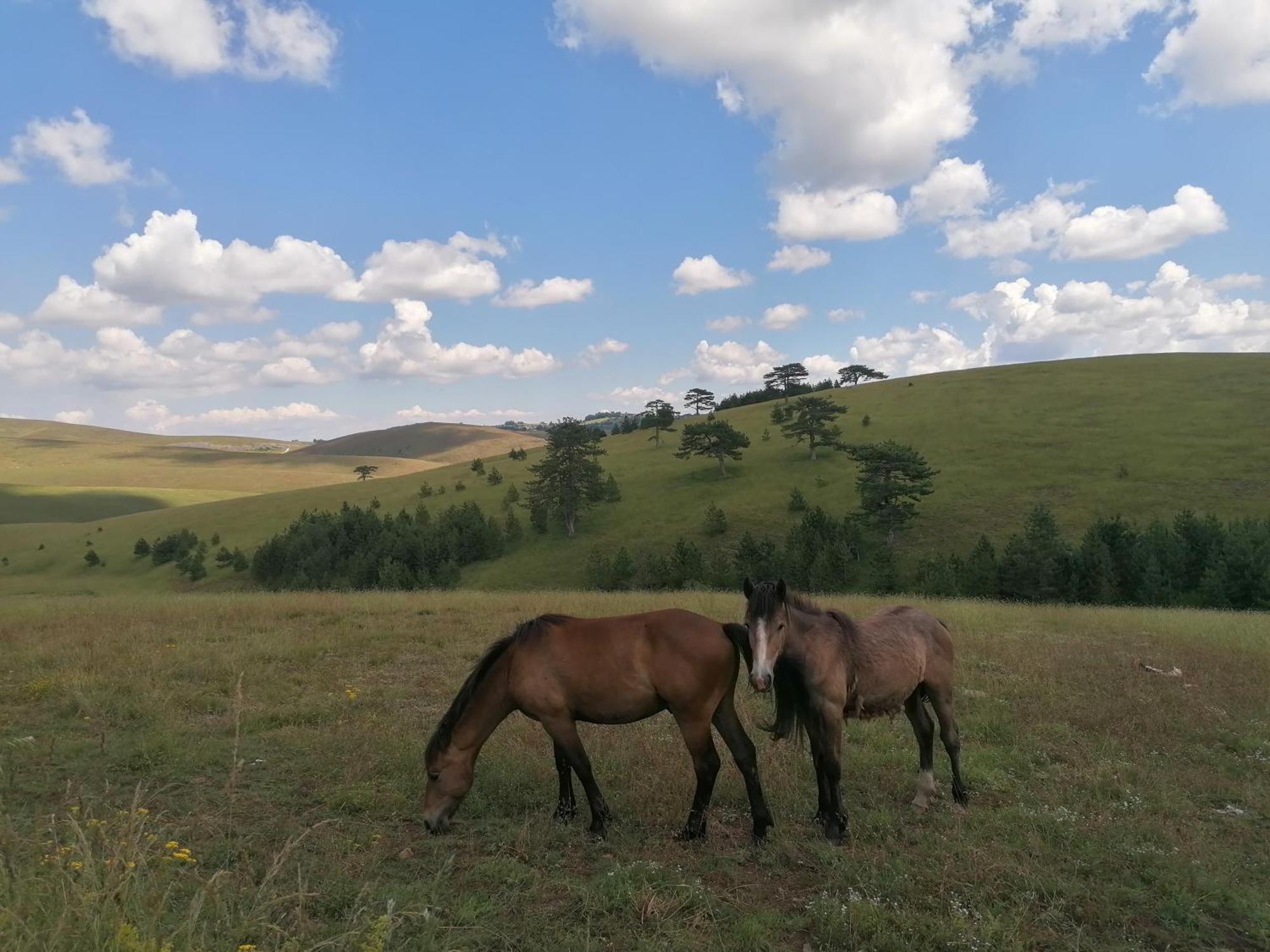 Zlatibor Brvnara Mirヴィラ エクステリア 写真